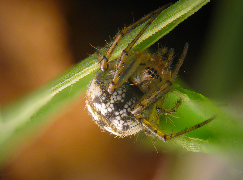 Theridiidae?  No, Araneidae:  Mangora acalypha - Albizzate (VA)